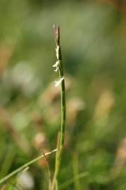 Fotografia da espécie Parapholis strigosa