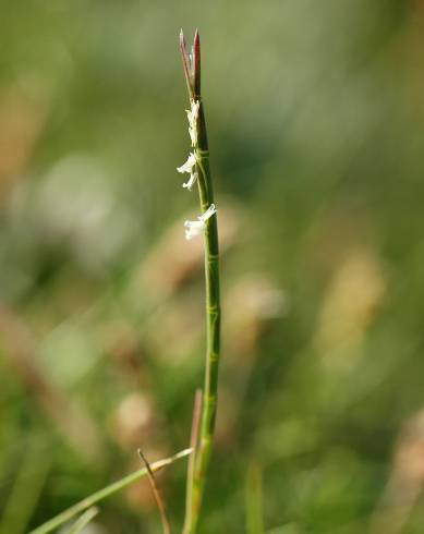 Fotografia de capa Parapholis strigosa - do Jardim Botânico