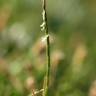 Fotografia 1 da espécie Parapholis strigosa do Jardim Botânico UTAD