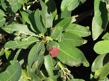 Fotografia da espécie Persea indica