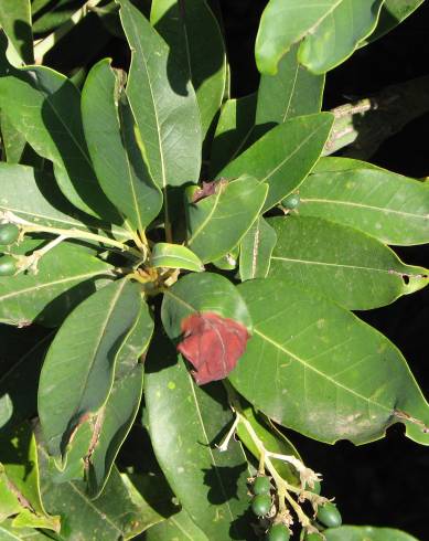 Fotografia de capa Persea indica - do Jardim Botânico