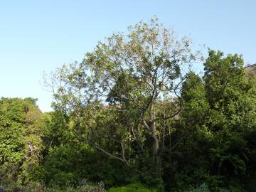 Fotografia da espécie Persea indica