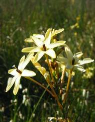 Ixia paniculata