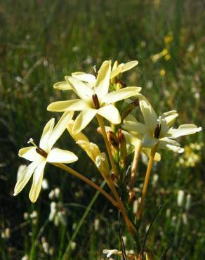 Fotografia 1 da espécie Ixia paniculata no Jardim Botânico UTAD