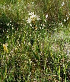 Fotografia da espécie Ixia paniculata