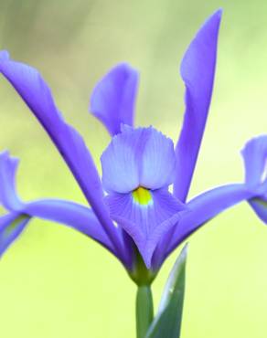 Fotografia 2 da espécie Iris xiphium no Jardim Botânico UTAD