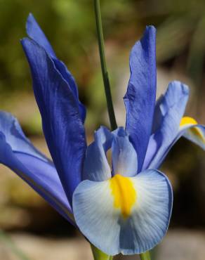 Fotografia 1 da espécie Iris xiphium no Jardim Botânico UTAD