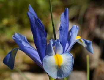 Fotografia da espécie Iris xiphium