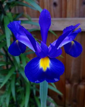 Fotografia 3 da espécie Iris xiphium no Jardim Botânico UTAD
