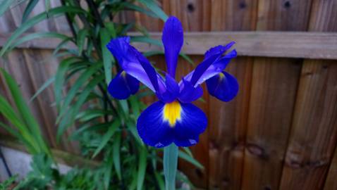 Fotografia da espécie Iris xiphium