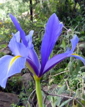 Fotografia 4 da espécie Iris xiphium no Jardim Botânico UTAD