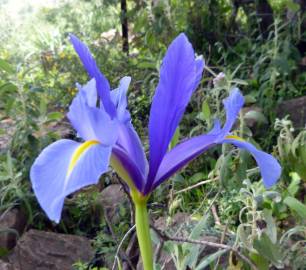 Fotografia da espécie Iris xiphium