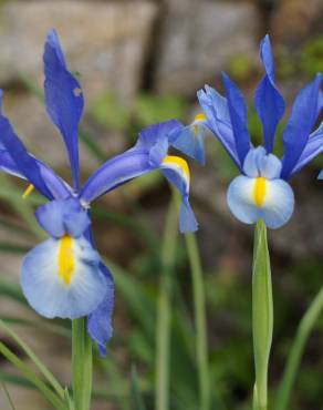 Fotografia 5 da espécie Iris xiphium no Jardim Botânico UTAD