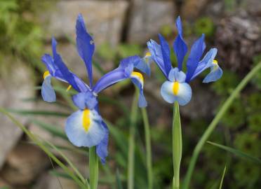 Fotografia da espécie Iris xiphium