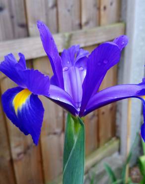 Fotografia 6 da espécie Iris xiphium no Jardim Botânico UTAD