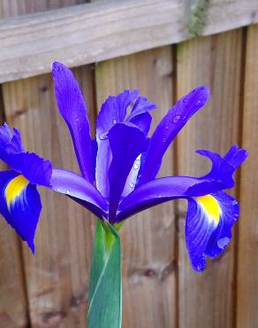 Fotografia 7 da espécie Iris xiphium no Jardim Botânico UTAD