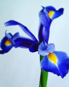 Fotografia 8 da espécie Iris xiphium no Jardim Botânico UTAD