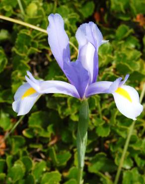 Fotografia 9 da espécie Iris xiphium no Jardim Botânico UTAD