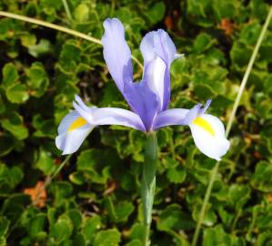 Fotografia da espécie Iris xiphium