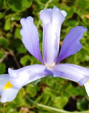 Fotografia 10 da espécie Iris xiphium no Jardim Botânico UTAD