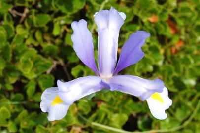 Fotografia da espécie Iris xiphium