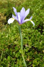 Fotografia da espécie Iris xiphium