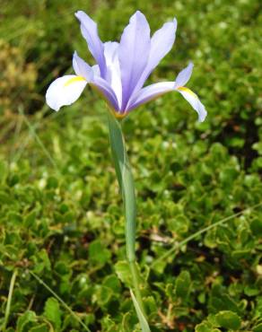 Fotografia 11 da espécie Iris xiphium no Jardim Botânico UTAD