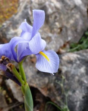 Fotografia 12 da espécie Iris xiphium no Jardim Botânico UTAD