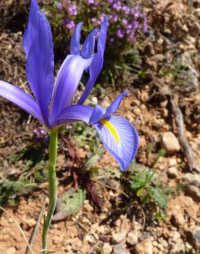 Fotografia 14 da espécie Iris xiphium no Jardim Botânico UTAD