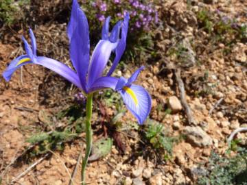 Fotografia da espécie Iris xiphium