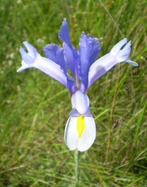 Fotografia 15 da espécie Iris xiphium no Jardim Botânico UTAD