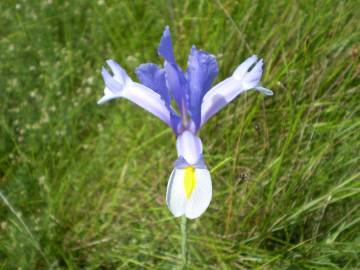 Fotografia da espécie Iris xiphium