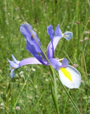Fotografia 16 da espécie Iris xiphium no Jardim Botânico UTAD