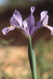 Fotografia da espécie Iris xiphium