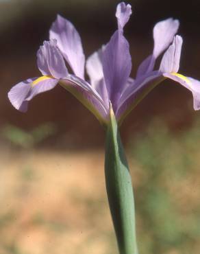 Fotografia 17 da espécie Iris xiphium no Jardim Botânico UTAD