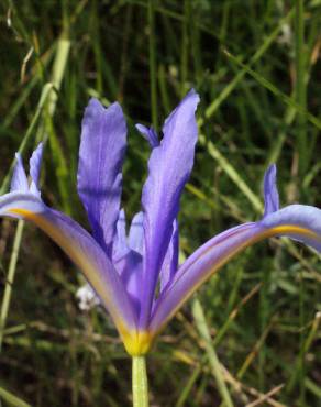 Fotografia 18 da espécie Iris xiphium no Jardim Botânico UTAD