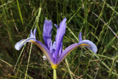 Fotografia da espécie Iris xiphium