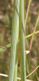 Fotografia da espécie Iris xiphium