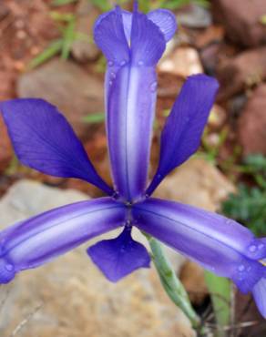 Fotografia 20 da espécie Iris xiphium no Jardim Botânico UTAD
