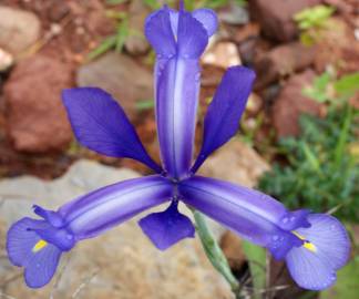 Fotografia da espécie Iris xiphium