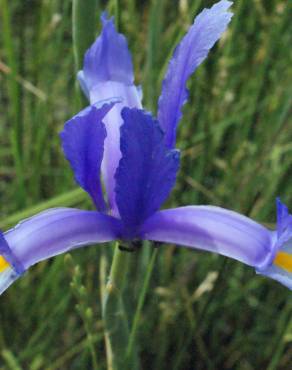 Fotografia 21 da espécie Iris xiphium no Jardim Botânico UTAD
