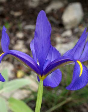 Fotografia 22 da espécie Iris xiphium no Jardim Botânico UTAD