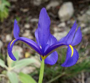 Fotografia da espécie Iris xiphium