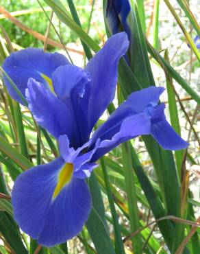 Fotografia 23 da espécie Iris xiphium no Jardim Botânico UTAD