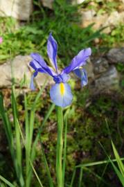 Fotografia da espécie Iris xiphium