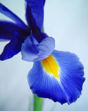 Fotografia 25 da espécie Iris xiphium no Jardim Botânico UTAD