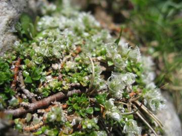 Fotografia da espécie Paronychia polygonifolia