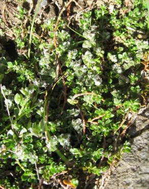 Fotografia 3 da espécie Paronychia polygonifolia no Jardim Botânico UTAD
