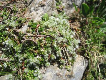 Fotografia da espécie Paronychia polygonifolia