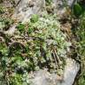 Fotografia 4 da espécie Paronychia polygonifolia do Jardim Botânico UTAD